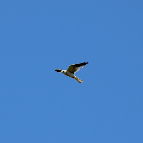 iNaturalist observation photo of White-tailed Kite