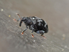 Tachyerges decoratus