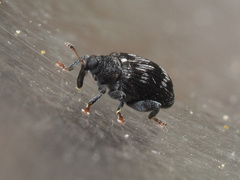 Tachyerges decoratus