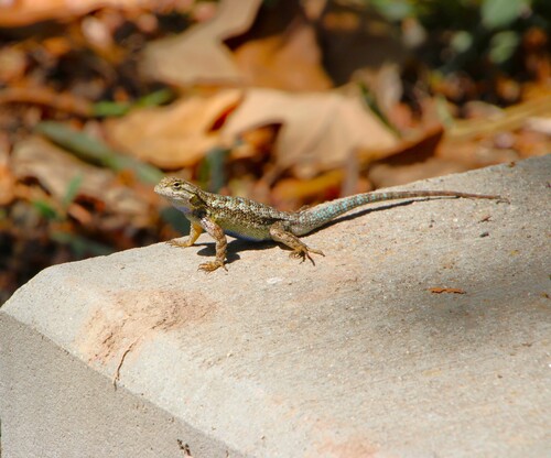 iNaturalist observation photo of Western Fence Lizard