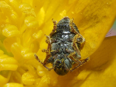 Phyllobius viridicollis