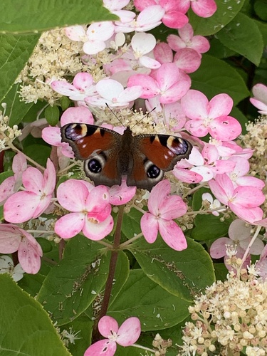 European Peacock Butterfly