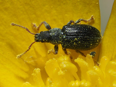 Phyllobius viridicollis