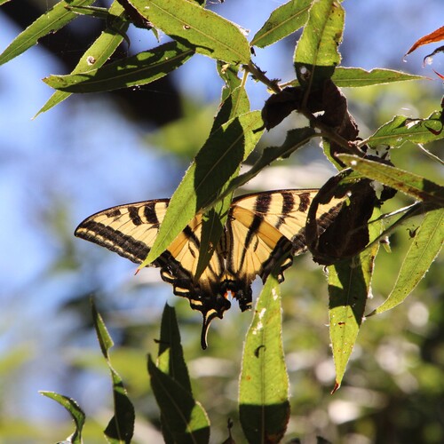 iNaturalist observation photo of Western Tiger Swallowtail