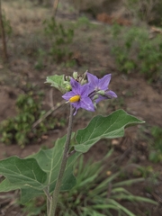 Solanum violaceum, photograph (c) rajesh rocky, some rights reserved (CC BY)