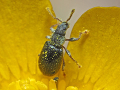 Phyllobius viridicollis