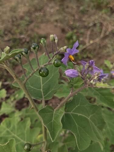 Solanum violaceum, photograph 6