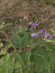 Solanum violaceum, photograph (c) rajesh rocky, some rights reserved (CC BY)