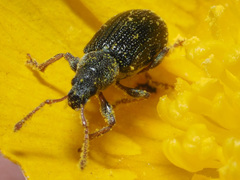 Phyllobius viridicollis