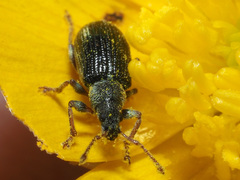 Phyllobius viridicollis