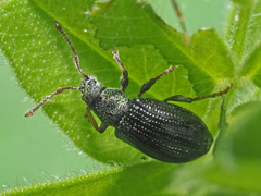 Phyllobius viridicollis