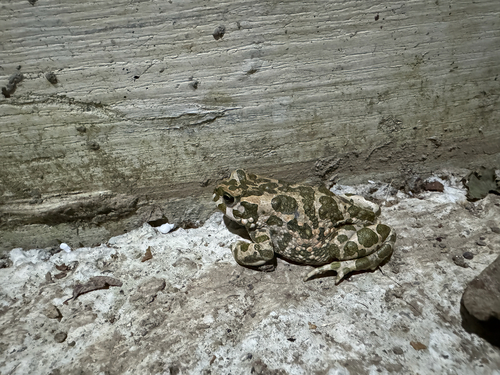 Green Toad