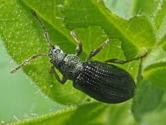 Phyllobius viridicollis