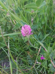 Trifolium pratense