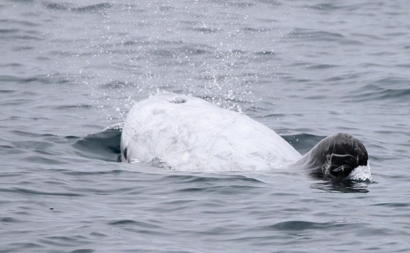Grampus griseus