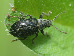Phyllobius viridicollis