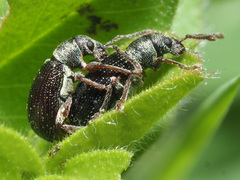 Phyllobius viridicollis