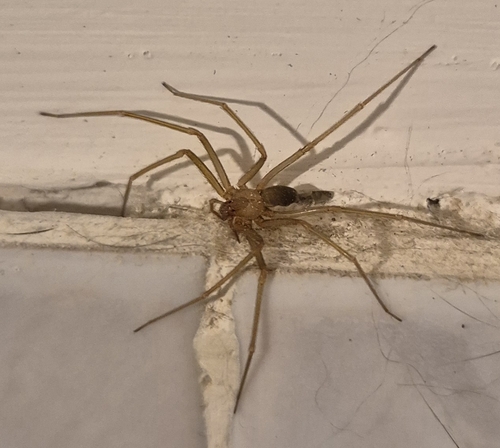 Mediterranean recluse