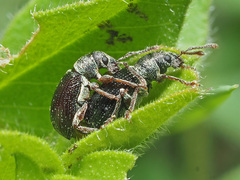 Phyllobius viridicollis