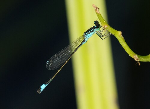 Blue-tailed Damselfly