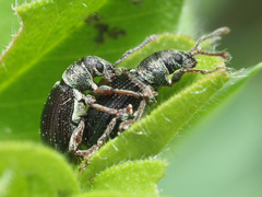 Phyllobius viridicollis