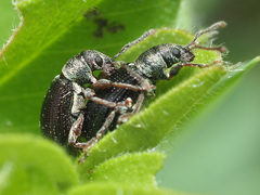 Phyllobius viridicollis