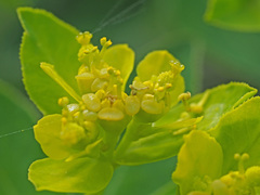 Euphorbia verrucosa