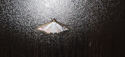 Box Tree Moth