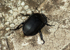 Ablattaria laevigata