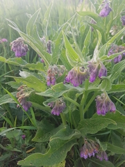 Symphytum officinale