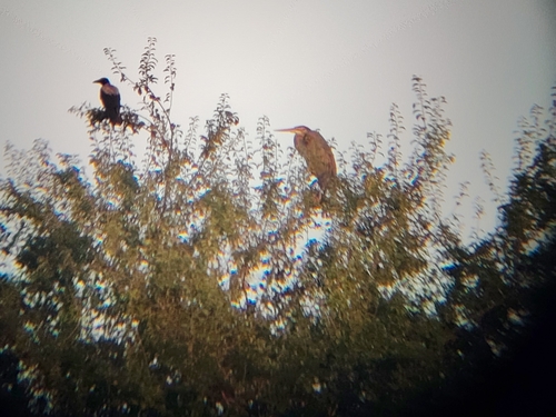 Purple Heron