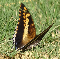 Charaxes saturnus saturnus