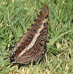 Charaxes saturnus saturnus