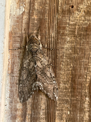 Carolina Sphinx