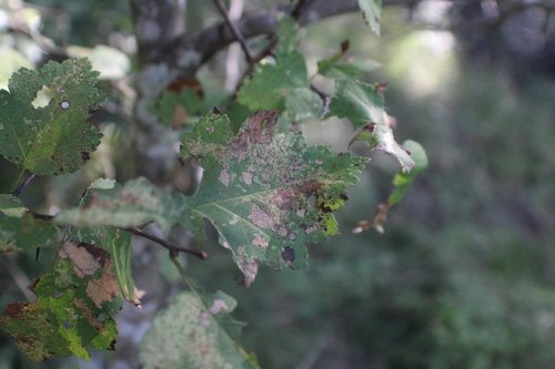 Crataegus frugiferens