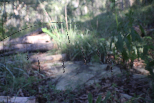Festuca paradoxa, 2026-08-13