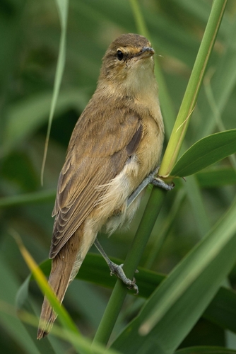 Great Reed Warbler