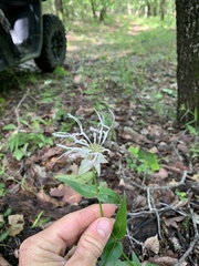 Monarda russeliana