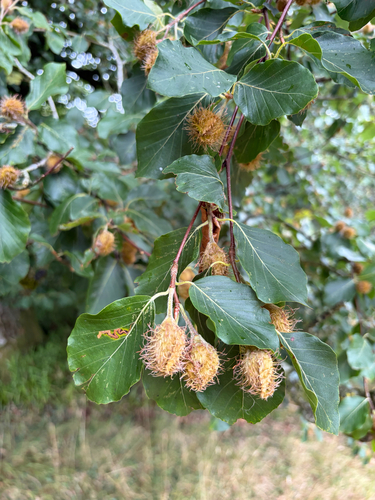 European beech