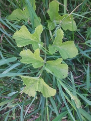 Heracleum sphondylium