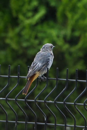 Black Redstart