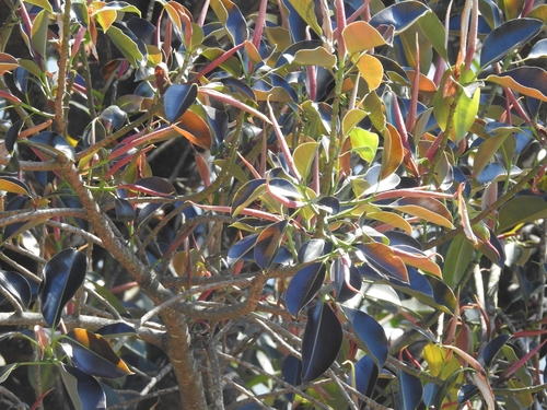 Another photo of Rubber Plant