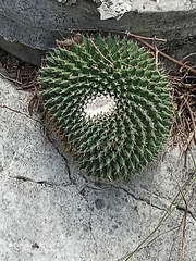 Mammillaria roseoalba