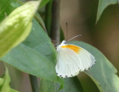 Mylothris rueppellii