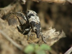 Bothynoderes affinis