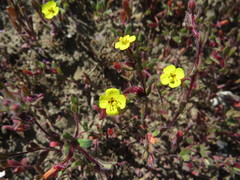 Camissoniopsis lewisii