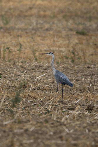 Grey Heron