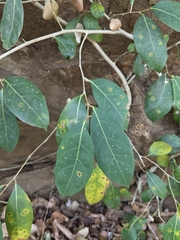 Ficus tinctoria, photograph (c) rajesh rocky, some rights reserved (CC BY)