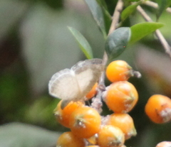 Spalgis lemolea lemolea