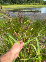 Echinochloa muricata, photograph (c) David LaMagna, some rights reserved (CC BY)